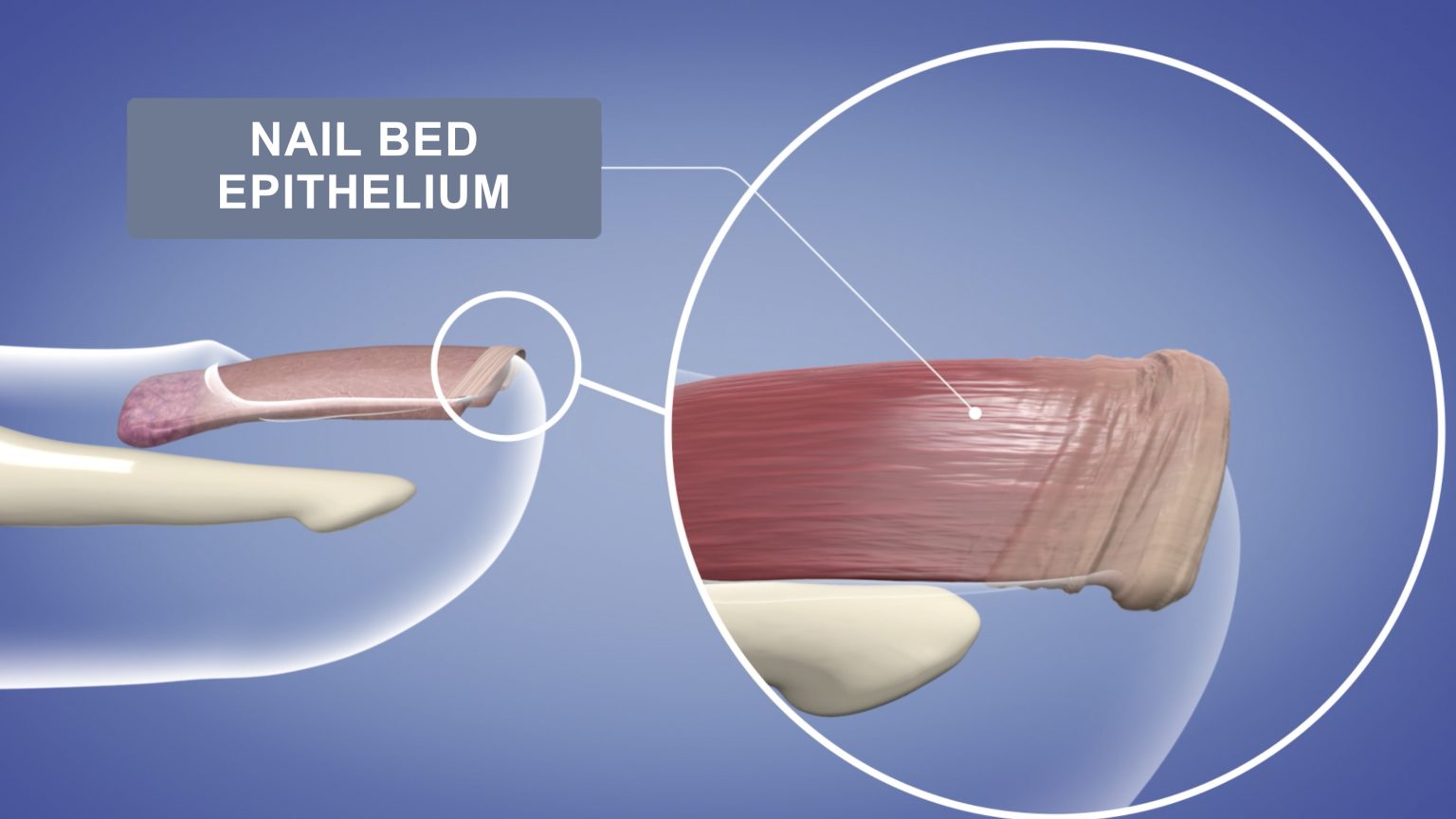 Nail bed epithelium - NailKnowledge