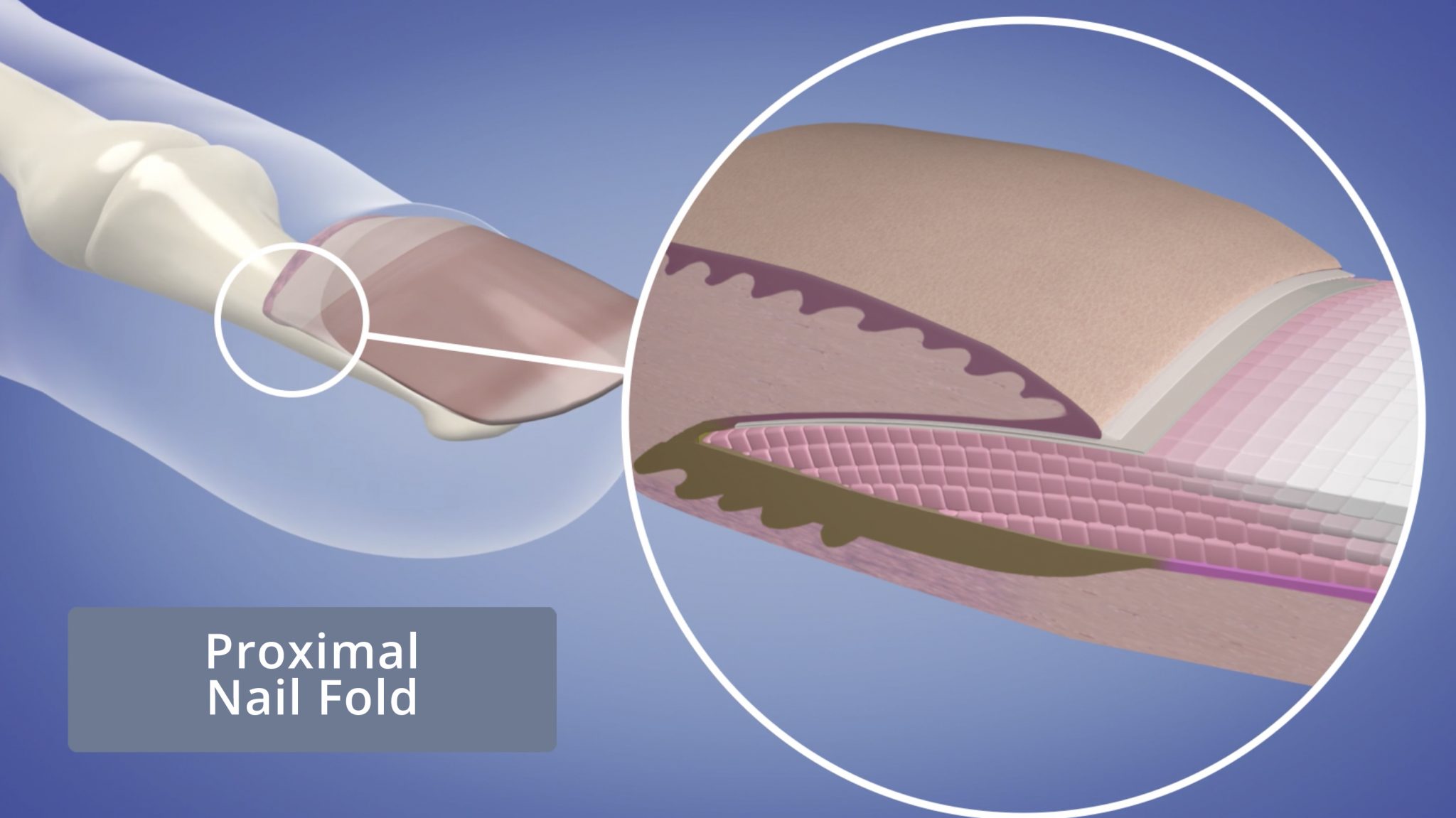 Proximal Nail Fold NailKnowledge
