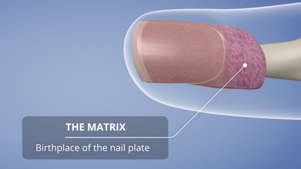 The Nail Matrix