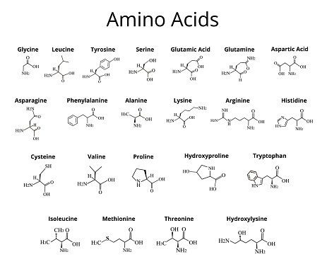 Aminoácidos