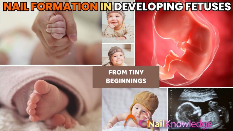 Desenvolvimento das unhas fetais