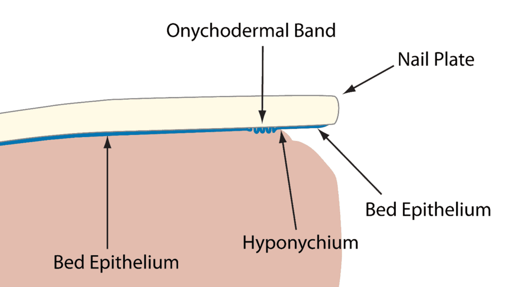 Protective seals of the nail bed