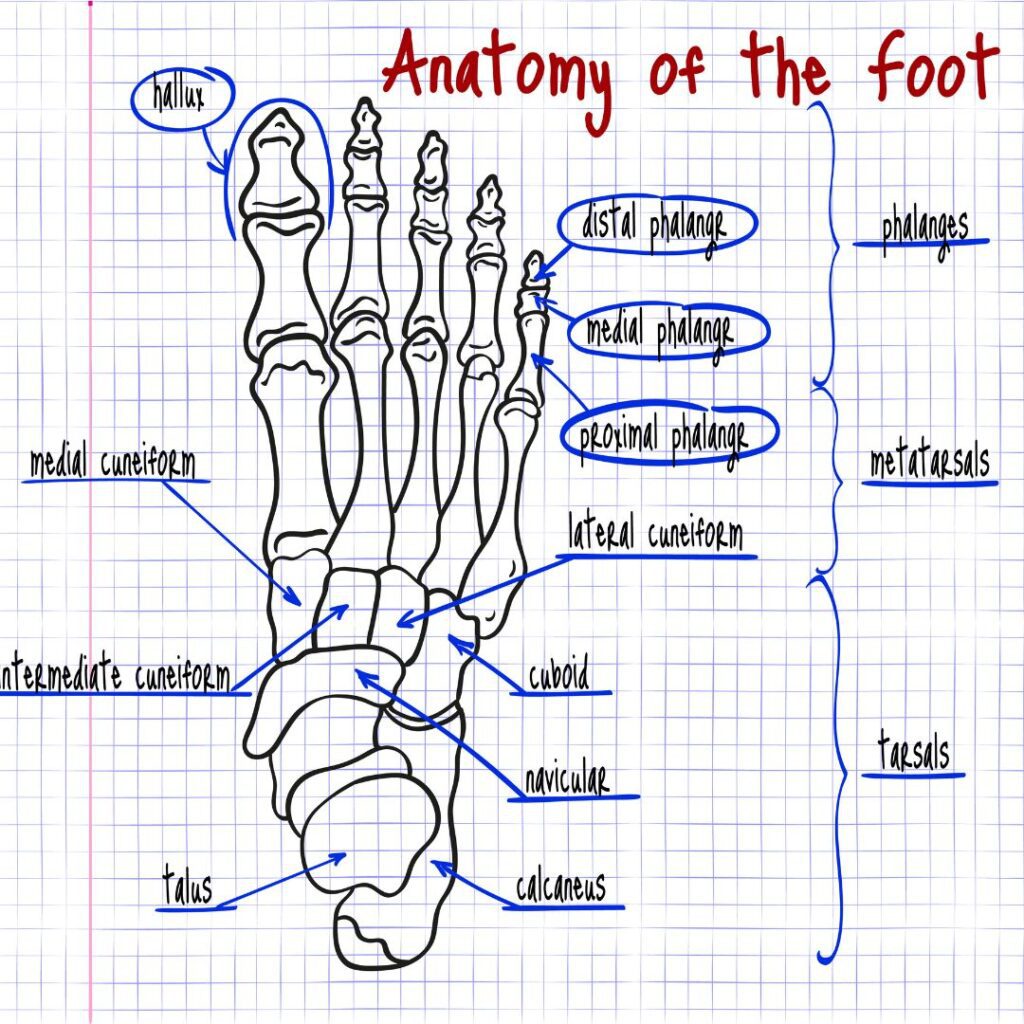 Anatomy of the foot