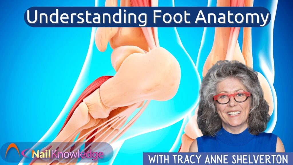 Understanding Foot Anatomy Essential Knowledge for Nail Professionals