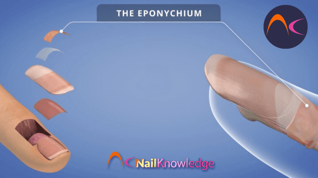 The Eponychium