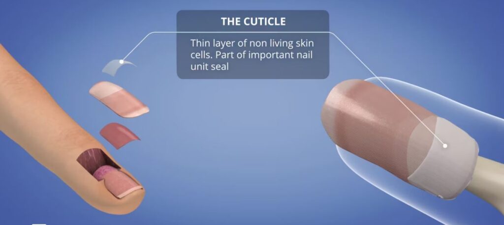 The Nail Cuticle