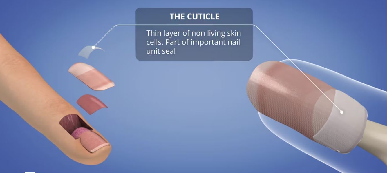 Understanding the Eponychium vs. Cuticle - NailKnowledge