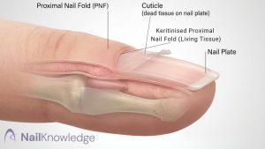 Cuticle vs Living Skin - PNF