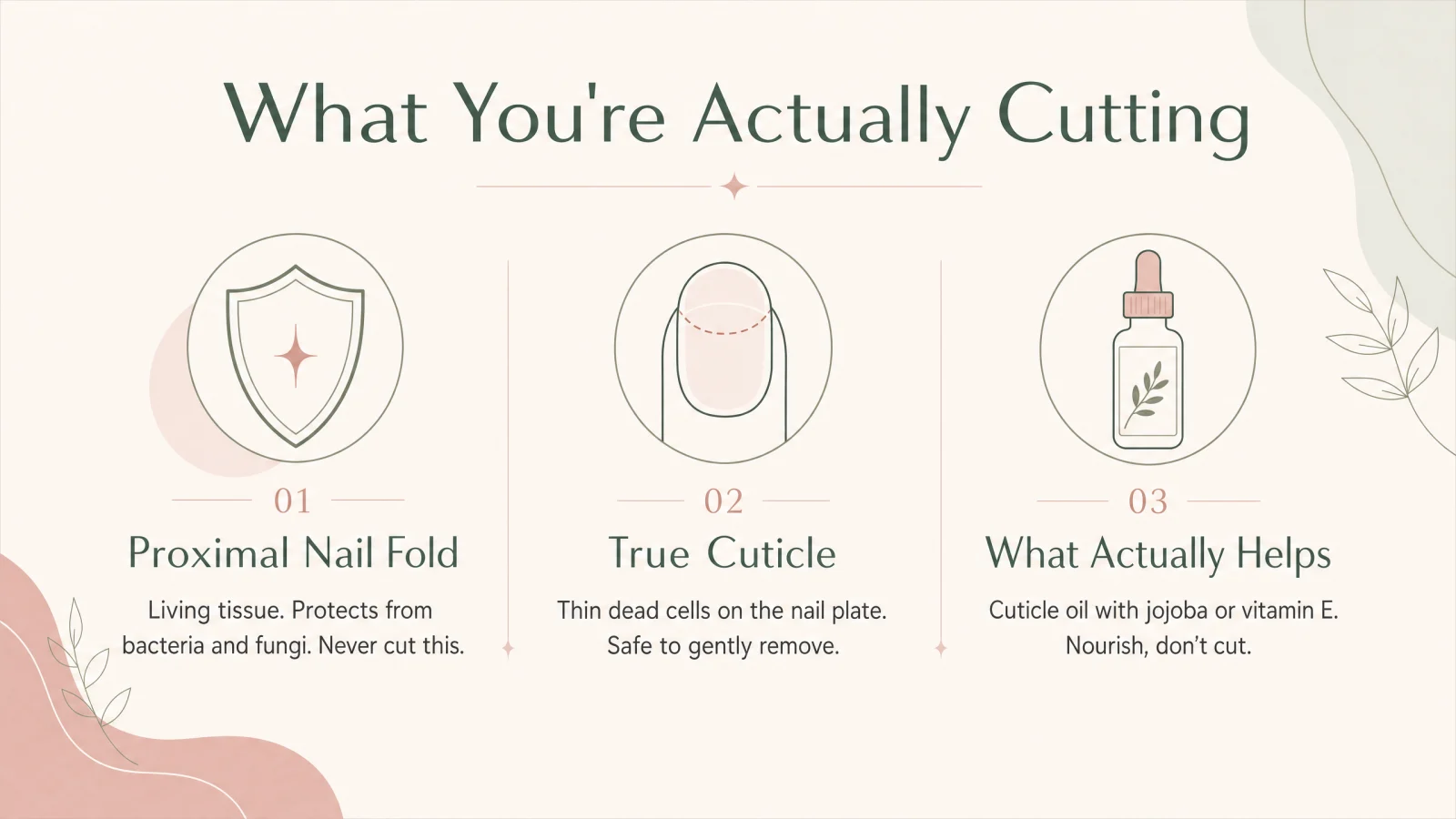 Infographic illustrating the difference between the proximal nail fold and the true cuticle, with icons showing what to cut and what to protect