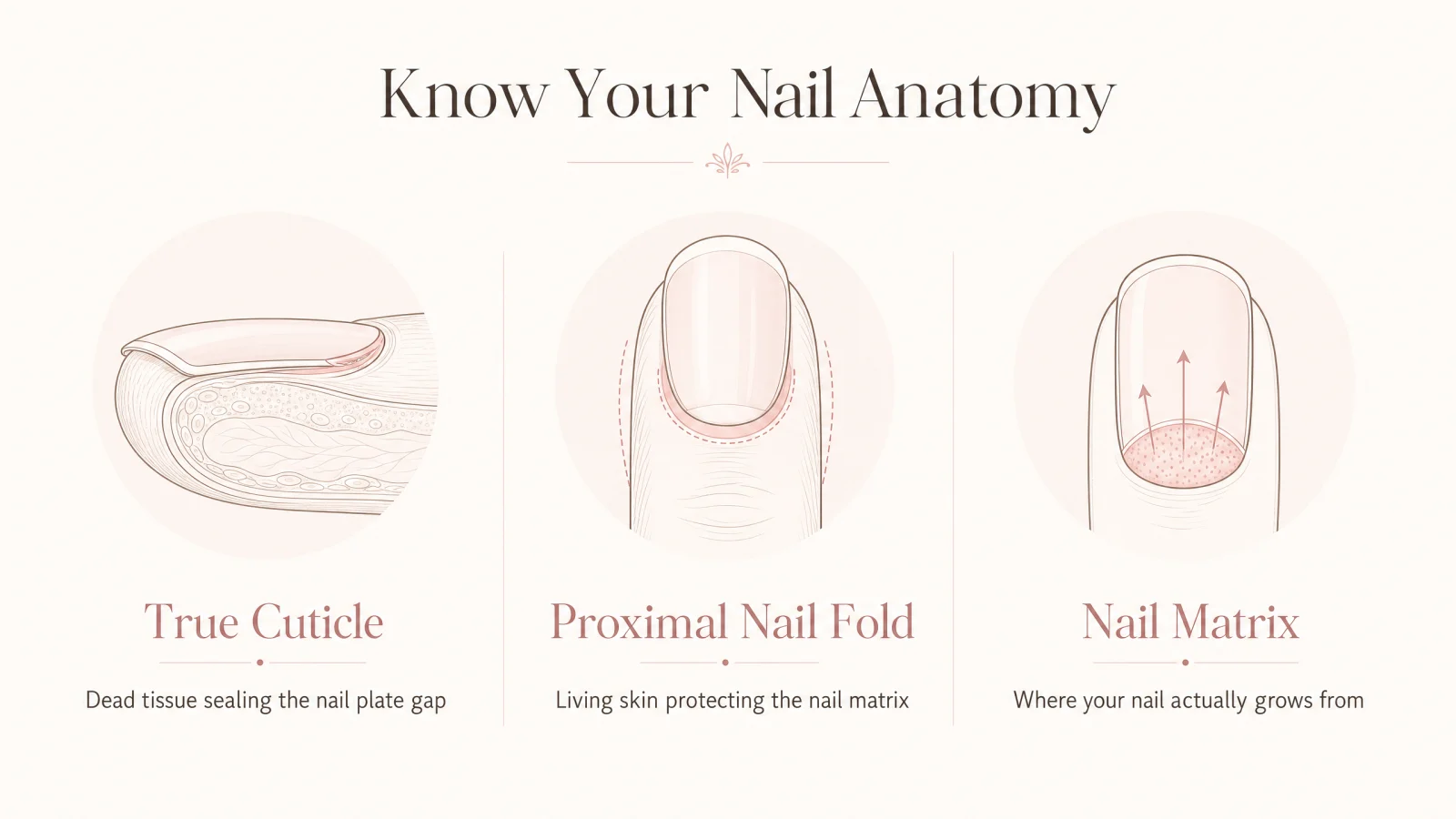 Infographic showing the difference between the true cuticle, the proximal nail fold, and the nail matrix with simple icons